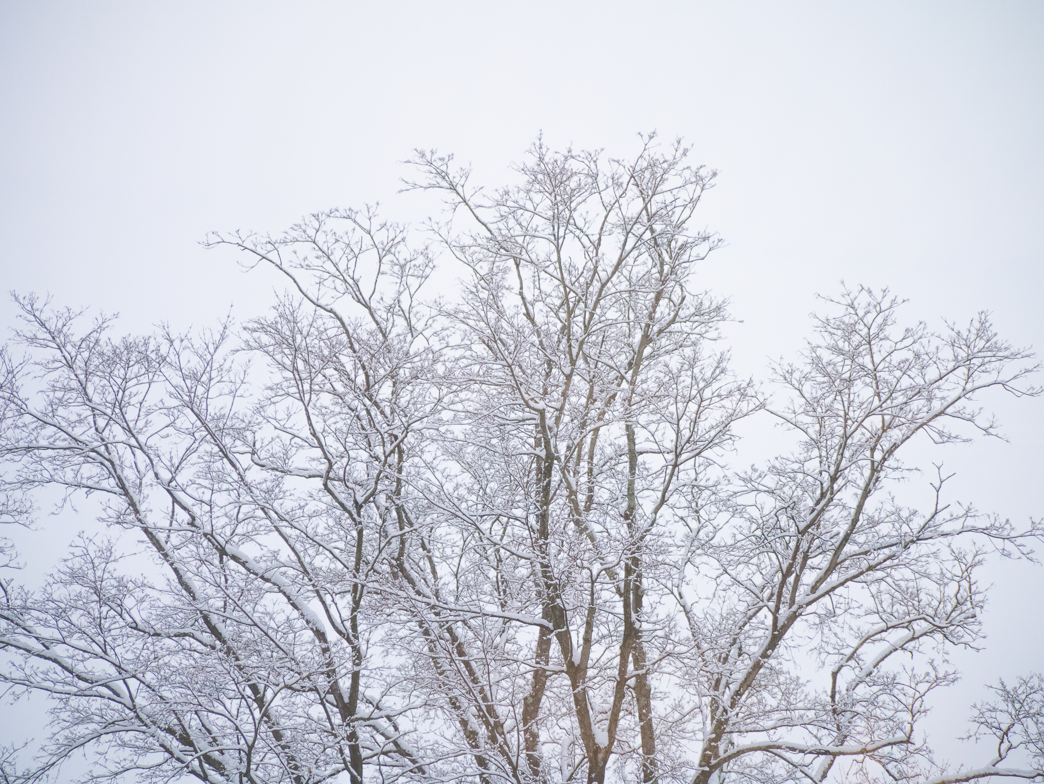 winter tree